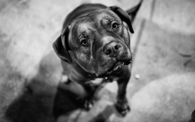 Sad dog blackwhite photorealism blurry free wallpaper for desktop - medium preview image