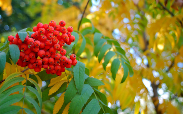 Red berries forest autumn bokeh free wallpaper for desktop - medium preview image