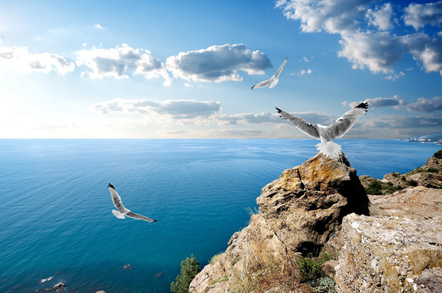 Bird flying over cliff ocean free wallpaper for desktop - medium preview image