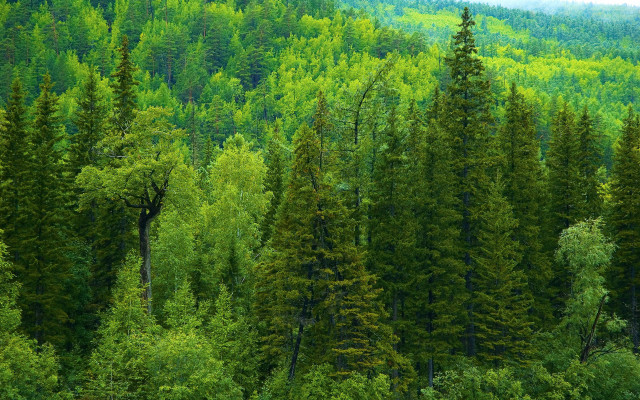 Green forest bushes trees nature free wallpaper for desktop - medium preview image