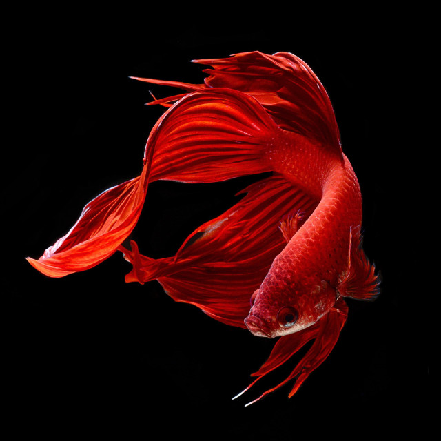Red fish long fins photorealistic free wallpaper for tablet - medium preview image