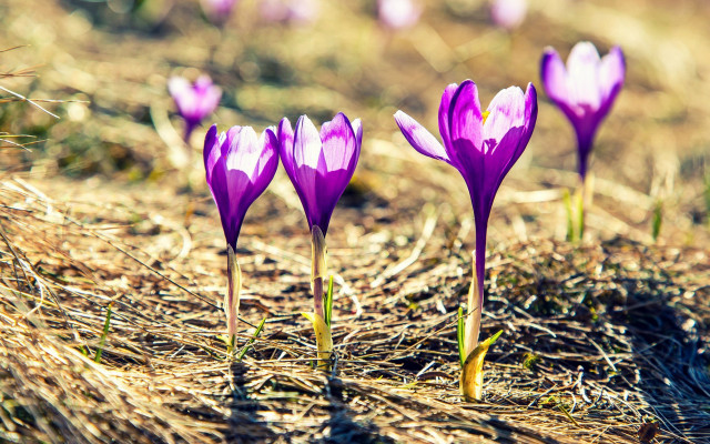 Purple flowers field butterfly nature free wallpaper for desktop - medium preview image