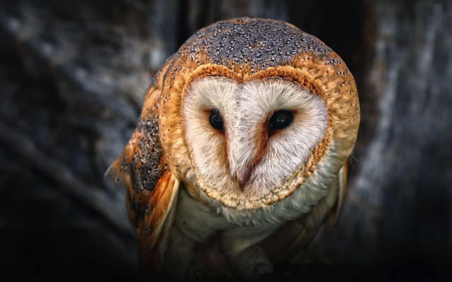 Barn owl brown face sitting free wallpaper for desktop - medium preview image