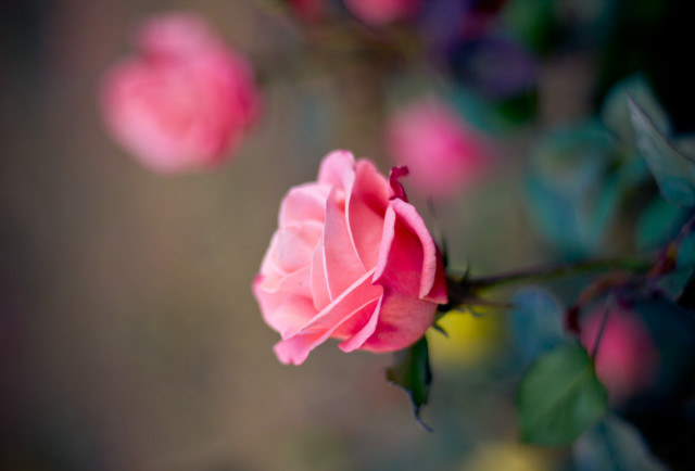 Pink rose garden macro blurry #3 free wallpaper for desktop - medium preview image