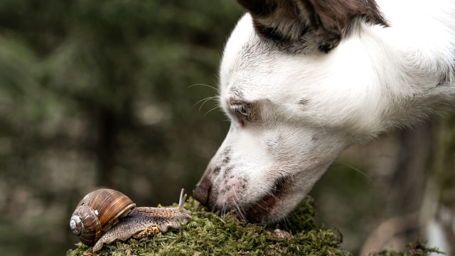 Dog sniffing snail moss rock free wallpaper for desktop - medium preview image