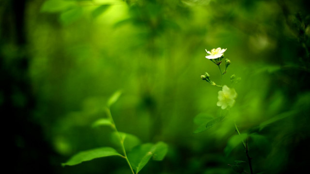 White flower green leaves bokeh #4 free wallpaper for desktop - medium preview image