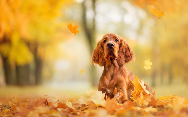 Dog leaves park autumn blurry free wallpaper for desktop - medium preview image