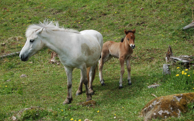 Horse foal field flowers trees free wallpaper for desktop - medium preview image