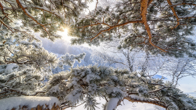 Snowy tree sky autumn branches free wallpaper for desktop - medium preview image