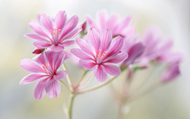 Pink flower blurry background macro #3 free wallpaper for desktop - medium preview image