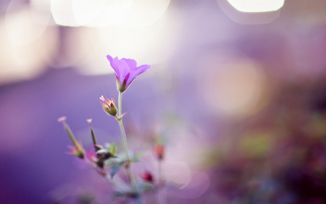 Purple flower bokeh sunset macro free wallpaper for desktop - medium preview image