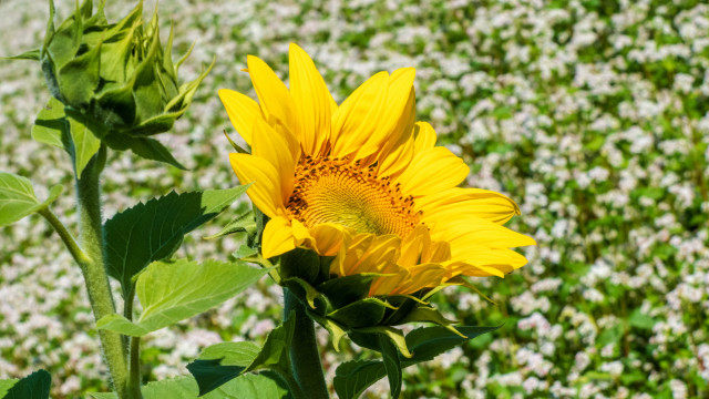 Sunflower whiteflowers greenfield bokeh summer free wallpaper for desktop - medium preview image