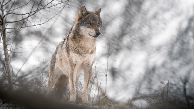 Wolf snowy forest tiltshift wildlife free wallpaper for desktop - medium preview image
