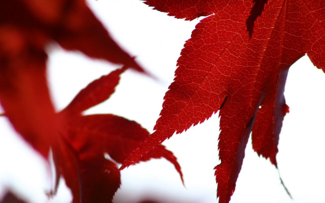 Red leaf closeup sky background free wallpaper for desktop - medium preview image