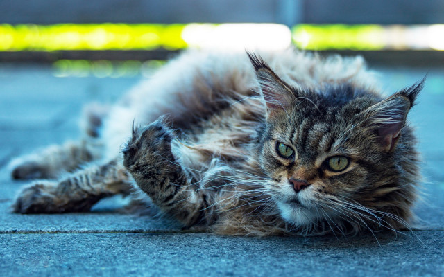 Cat open mouth sharp claws free wallpaper for desktop - medium preview image