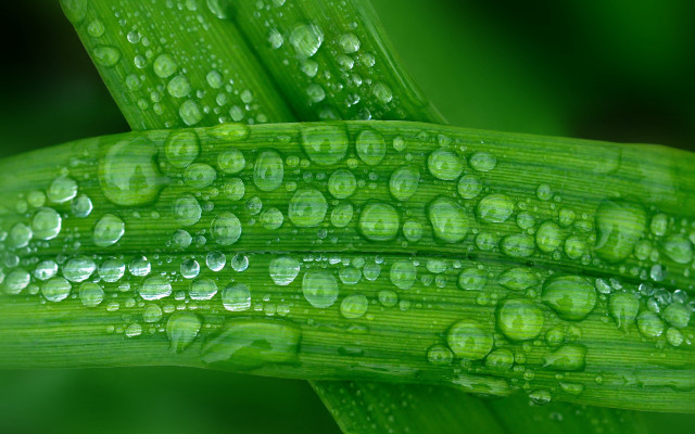 Green plant water drops macro #11 free wallpaper for desktop - medium preview image