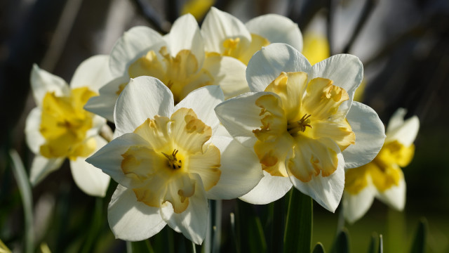 White yellow flower field bokeh #2 free wallpaper for desktop - medium preview image