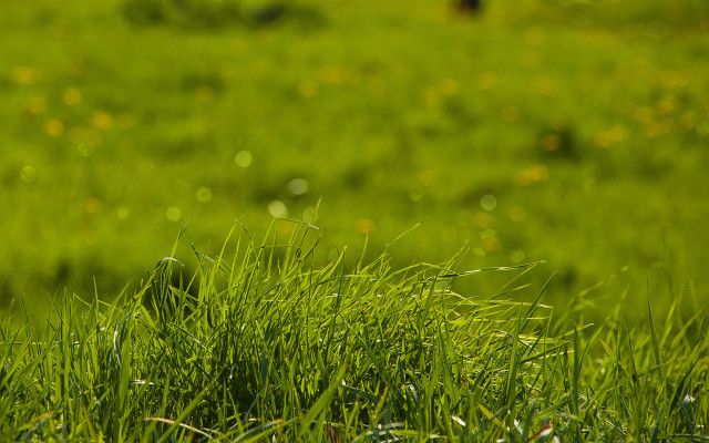 Bird grass flowers dew nature free wallpaper for desktop - medium preview image