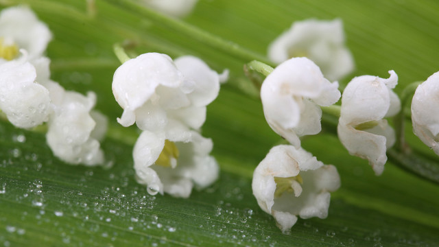 Flower water droplets green leaf #3 free wallpaper for desktop - medium preview image