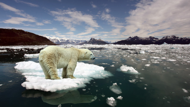 Polar bear ice floater mountains #2 free wallpaper for desktop - medium preview image