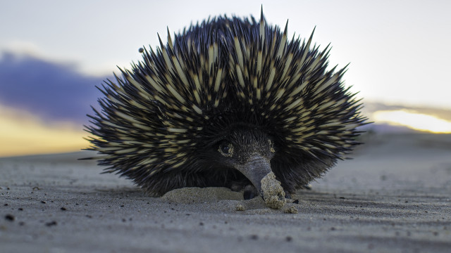 Bird head sand open beak free wallpaper for desktop - medium preview image