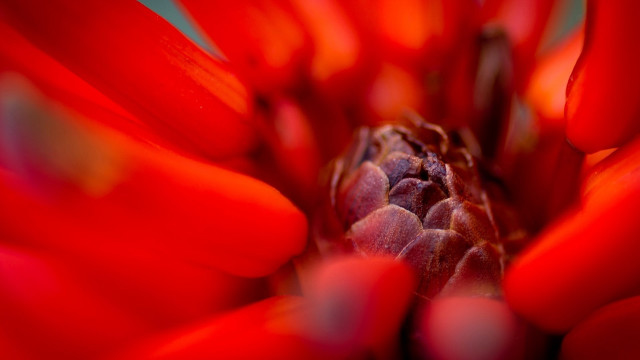 Red flower macro shallow depth free wallpaper for desktop - medium preview image
