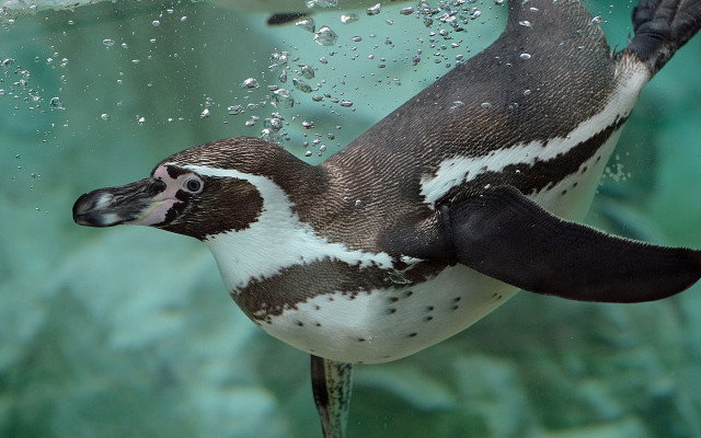 Penguin swimming bubbles green background #2 free wallpaper for desktop - medium preview image