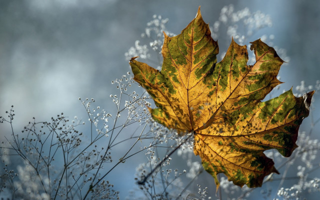 Leaf whiteflowers waterdroplets blue sky free wallpaper for desktop - medium preview image