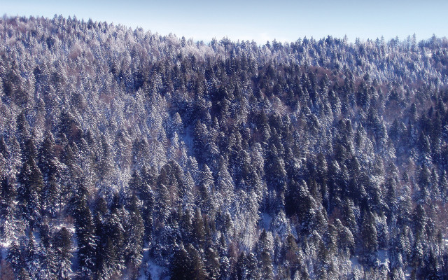 Snowy forest trees blue sky free wallpaper for desktop - medium preview image