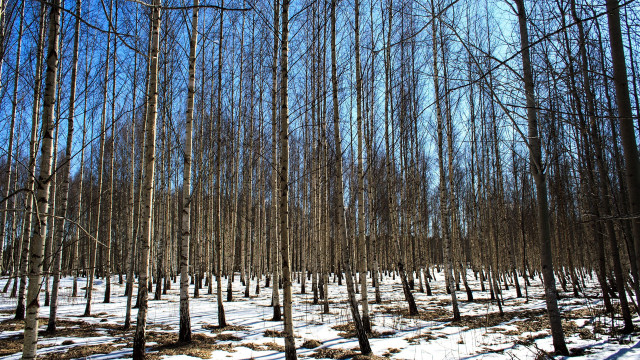 Snowy forest trees fence japanese free wallpaper for desktop - medium preview image
