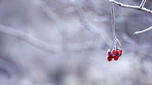 Red berries ice macro minimalist free wallpaper for desktop - medium preview image