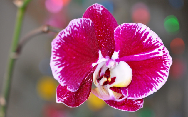 Pink flower bokeh macro 3d free wallpaper for desktop - medium preview image