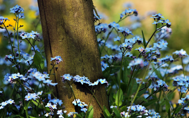 Blue flowers tree field butterfly free wallpaper for desktop - medium preview image