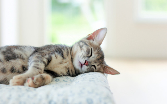 Cat sleeping bed tranquil blurry free wallpaper for desktop - medium preview image