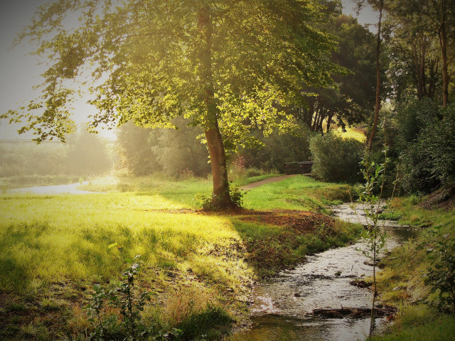 Lush forest stream bench autumn free wallpaper for desktop - medium preview image