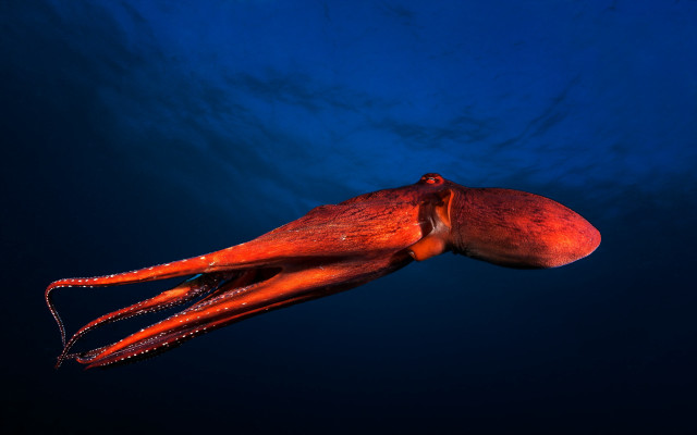 Octopus ocean surface blue sky free wallpaper for desktop - medium preview image