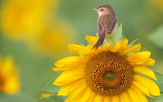 Bird sunflower field ecological art free wallpaper for desktop - medium preview image