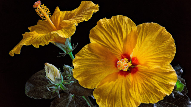 Yellow flower red center green #3 free wallpaper for desktop - medium preview image