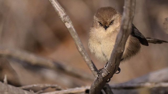 Small bird perched branch leaves #2 free wallpaper for desktop - medium preview image