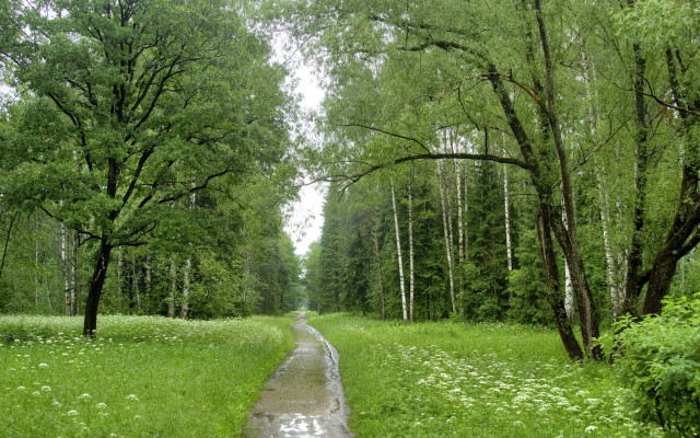Wet road forest flower puddle free wallpaper for desktop - medium preview image