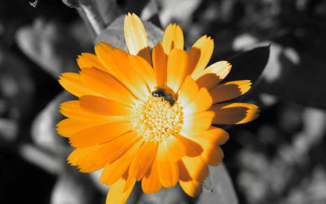 Yellow flower bee macro blurry free wallpaper for desktop - medium preview image