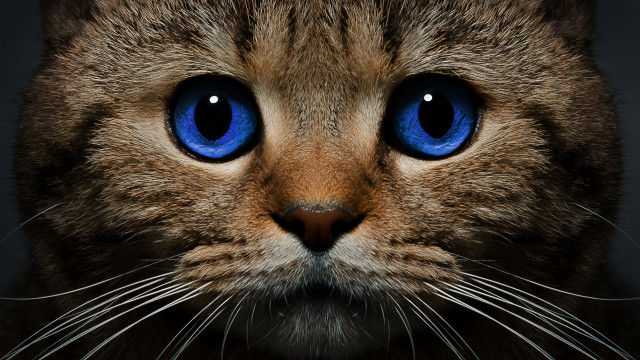 Blue eyes cat closeup photorealism free wallpaper for desktop - medium preview image