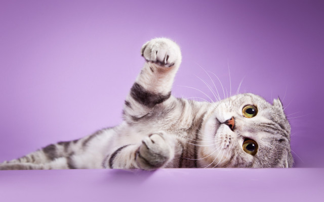 Cat paws up purple gradient free wallpaper for desktop - medium preview image