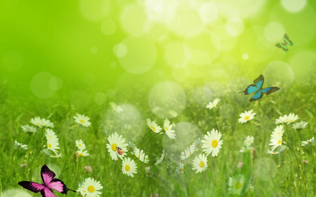 Daisy butterfly bokeh green nature free wallpaper for desktop - medium preview image