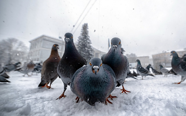 Pigeons snowy ground tree building free wallpaper for desktop - medium preview image