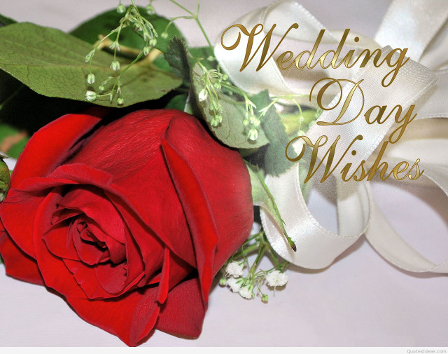Red rose white ribbon message free wallpaper for desktop - medium preview image