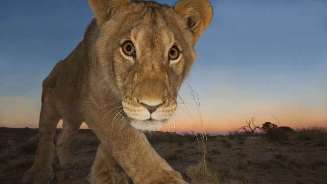 Lion sunset drygrass wildlife tree free wallpaper for desktop - medium preview image