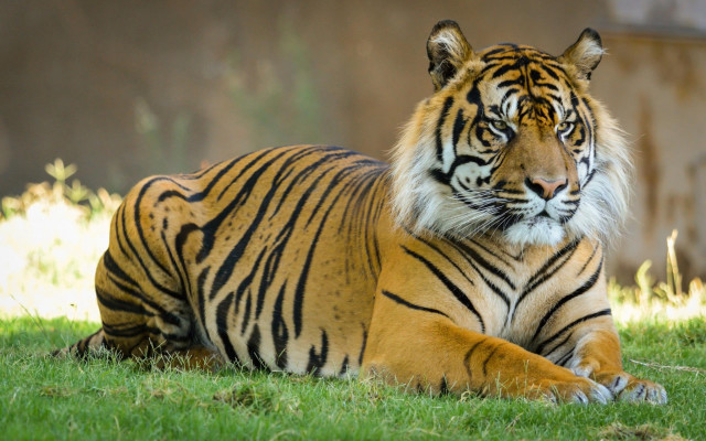 Tiger laying on grass zoo free wallpaper for desktop - medium preview image