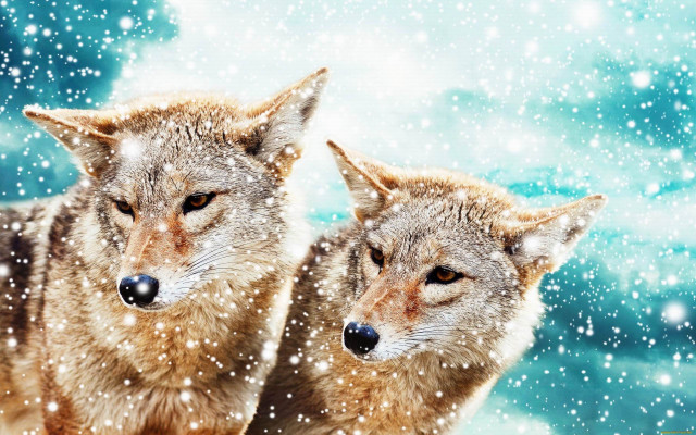 Gray wolves snow night blue free wallpaper for desktop - medium preview image