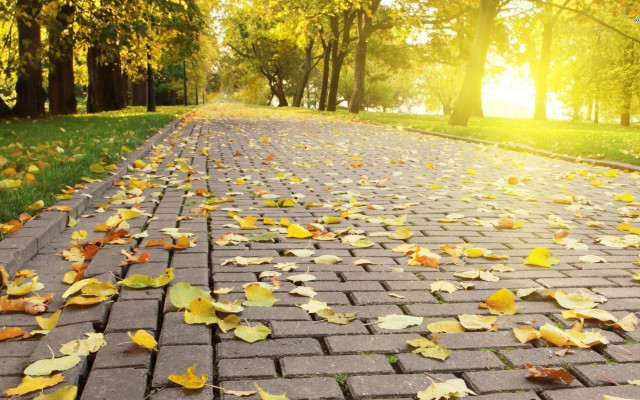 Brick road fall leaves autumn free wallpaper for desktop - medium preview image